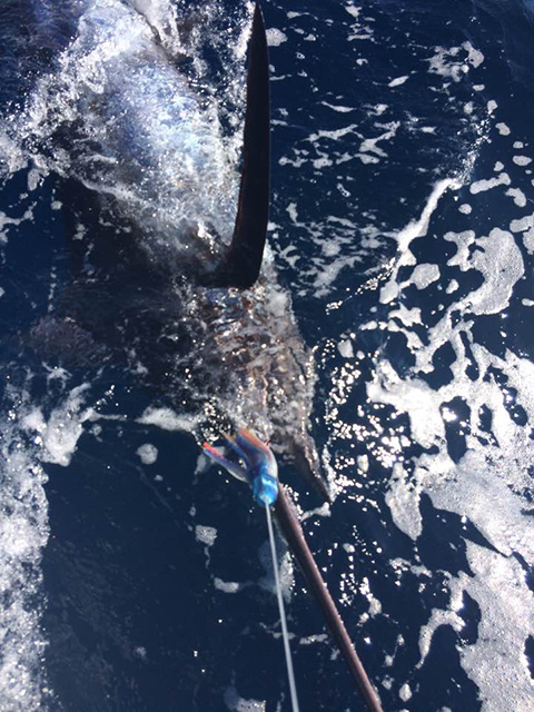 ANGLER: George Tome SPECIES: Blue Marlin WEIGHT: Est. 170kg LURE: 10" JB Dingo.